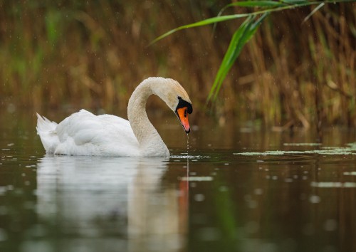 Image swan, Swans, water, bird, liquid