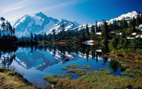 Image green trees near lake and snow covered mountain during daytime