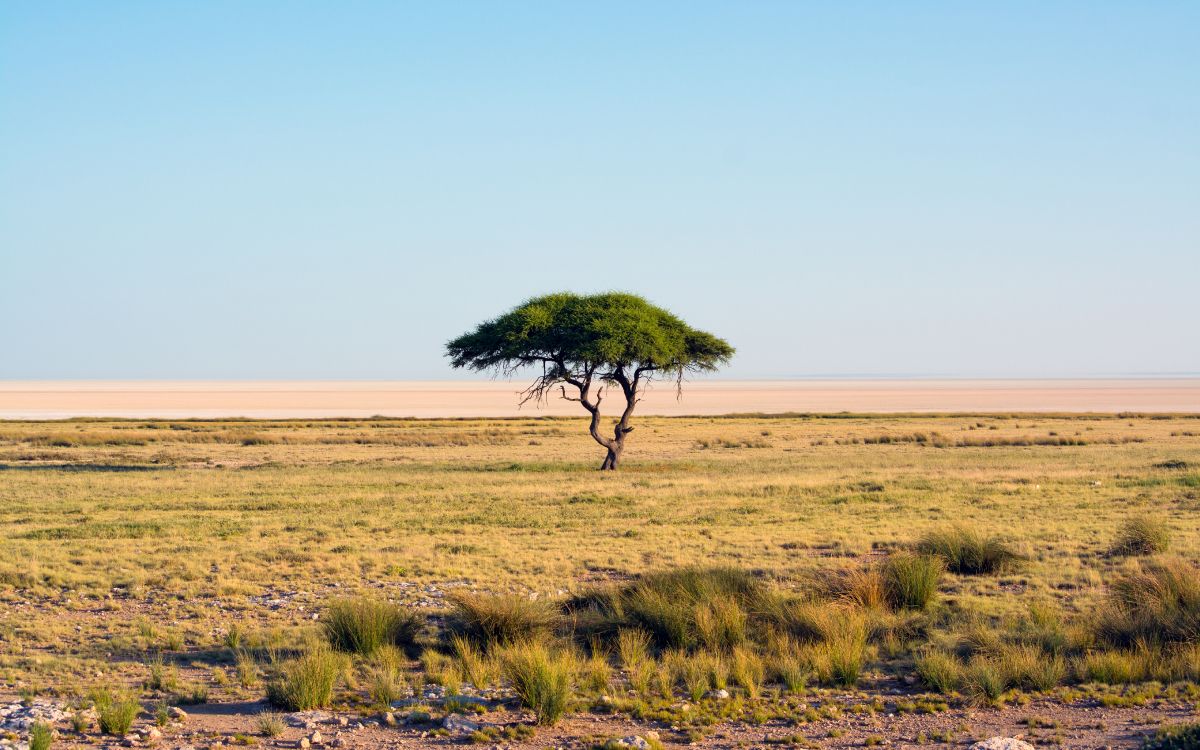 Etosha National Park, Etosha-Pfanne, Mikumi National Park, Tsavo East National Park, Maasai Mara National Reserve. Wallpaper in 5120x3200 Resolution