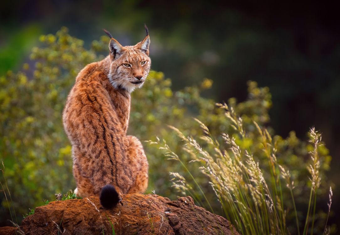 猞猁, 猫科, 野生动物, 陆地动物, 山猫 壁纸 2500x1729 允许