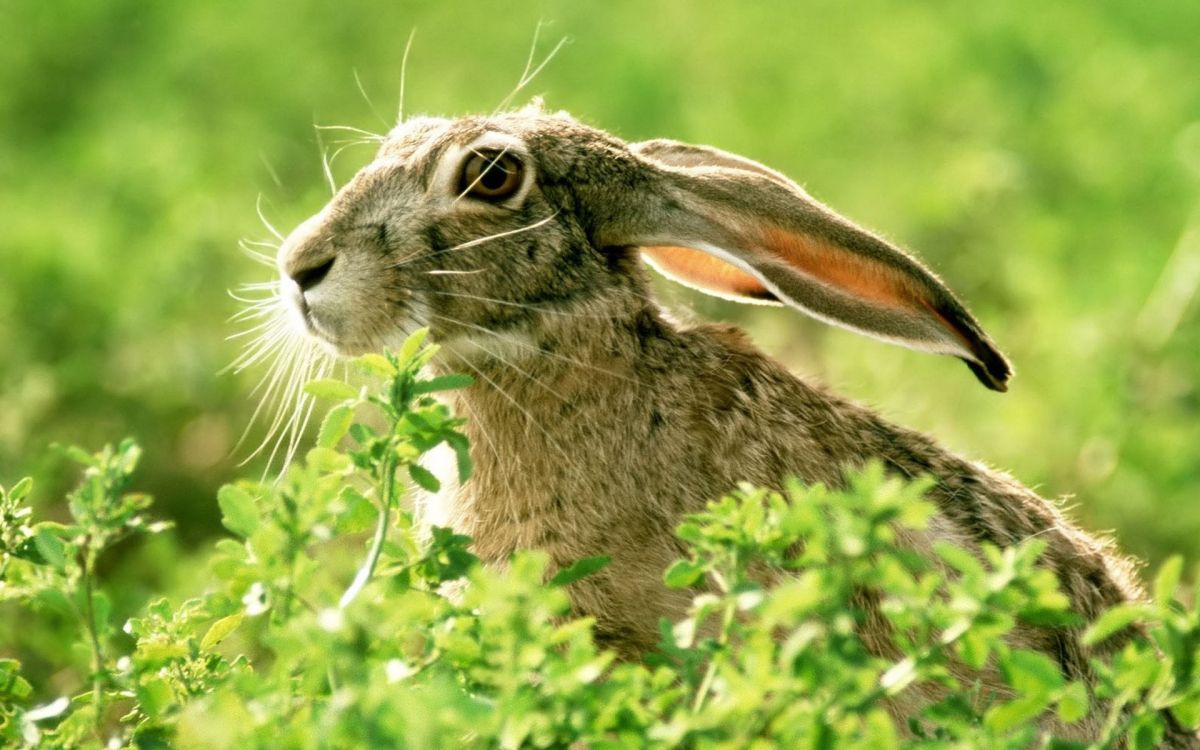 Lapin Brun Sur L'herbe Verte Pendant la Journée. Wallpaper in 1920x1200 Resolution