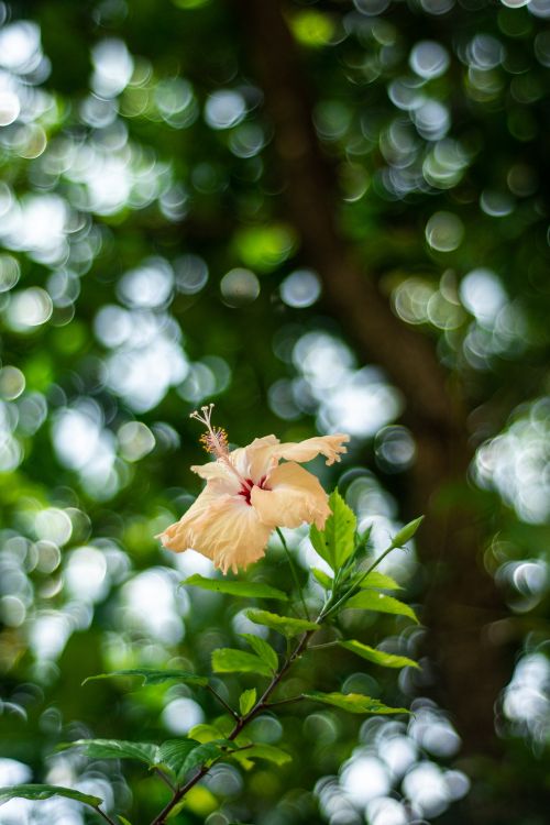 Gelbes Und Rotes Ahornblatt in Tilt-Shift-Linse. Wallpaper in 4000x6000 Resolution