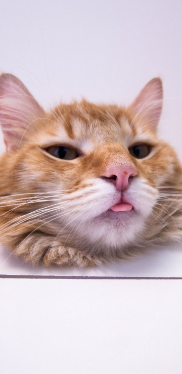 Image orange and white tabby cat