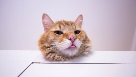 Image orange and white tabby cat