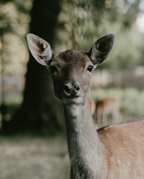 Image brown deer in tilt shift lens