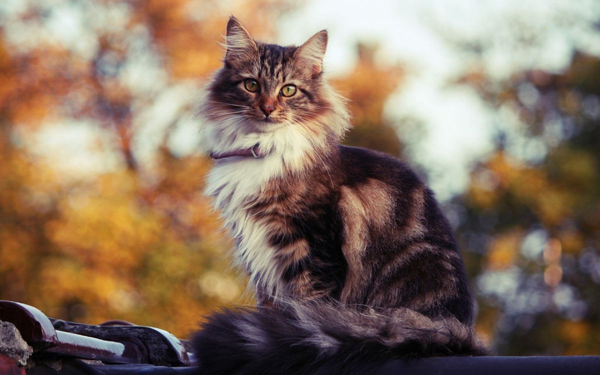 brown and white cat on black textile