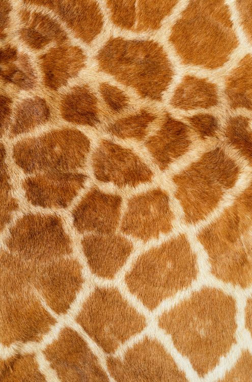 brown and white fur textile