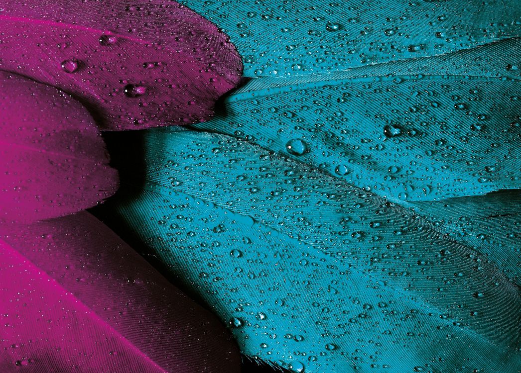 Violette, Schéma de Couleur, Sarcelle, Couleur, Purple. Wallpaper in 3150x2257 Resolution