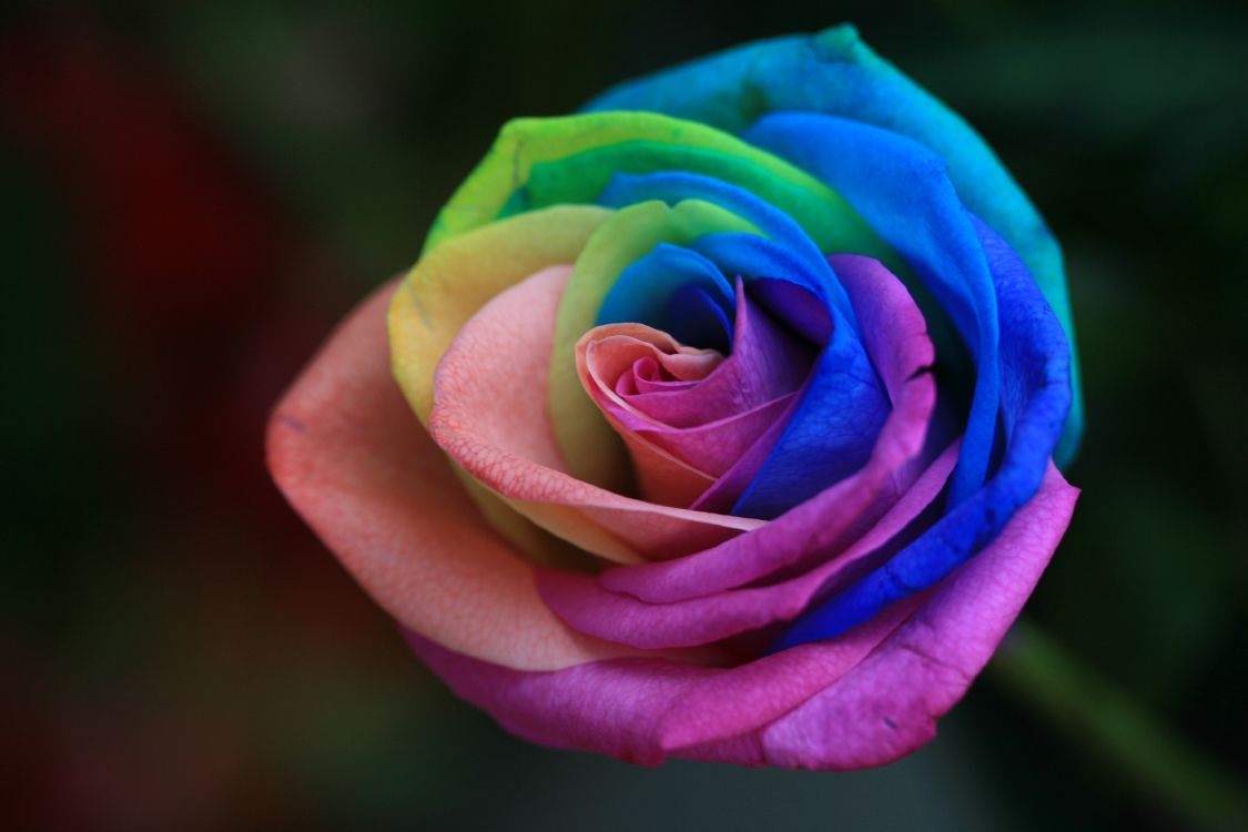 玫瑰家庭, 显花植物, 玫瑰花园, 彩虹, 绿色的 壁纸 3504x2336 允许