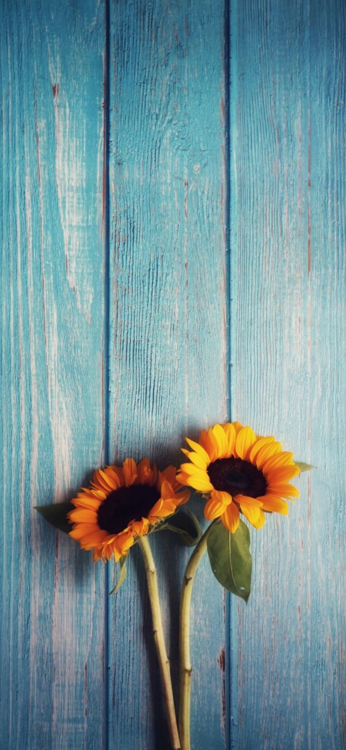 Image sunflowers, flower, colorfulness, petal, leaf