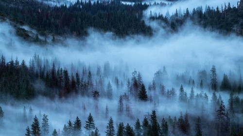 Image green pine trees covered with white clouds