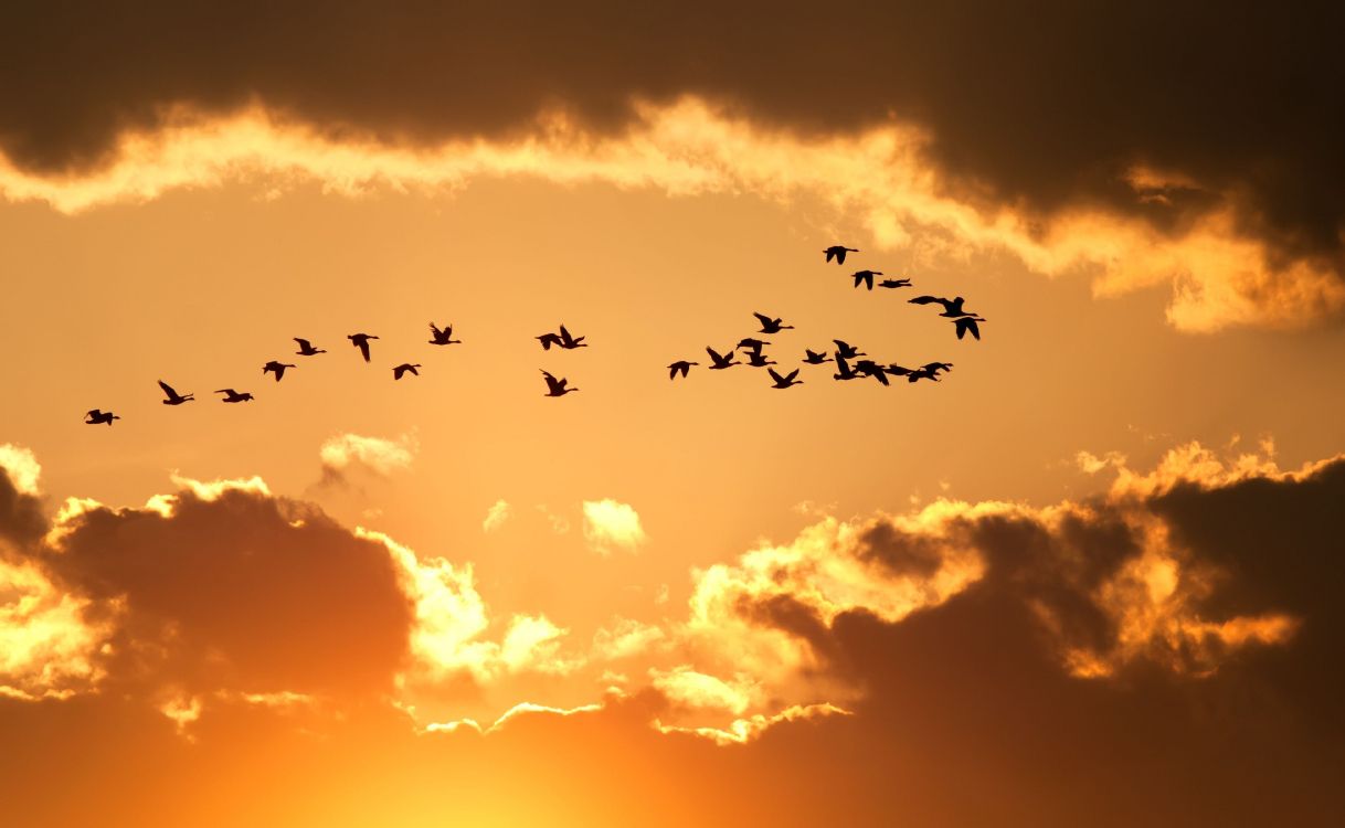 Oiseaux Volant Sous un Ciel Nuageux au Coucher du Soleil. Wallpaper in 3900x2400 Resolution