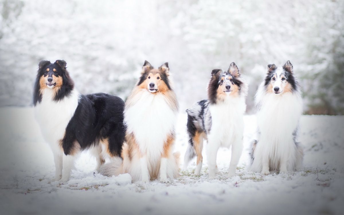 Collie, Rough Collie, Old English Sheepdog, Scotch Collie, Hunderasse. Wallpaper in 2560x1600 Resolution