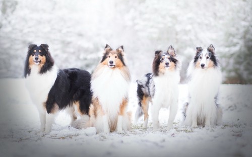 Image collie, rough collie, old english sheepdog, scotch collie, dog breed