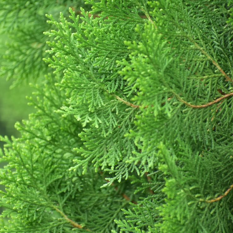 green plant in close up photography