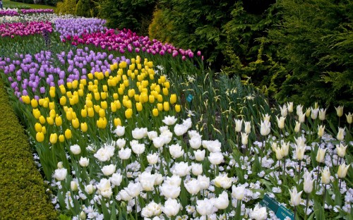 Image white and yellow flowers with green leaves