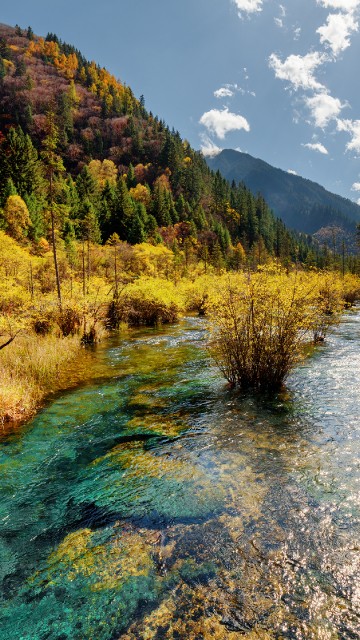 Image green and brown trees near body of water during daytime