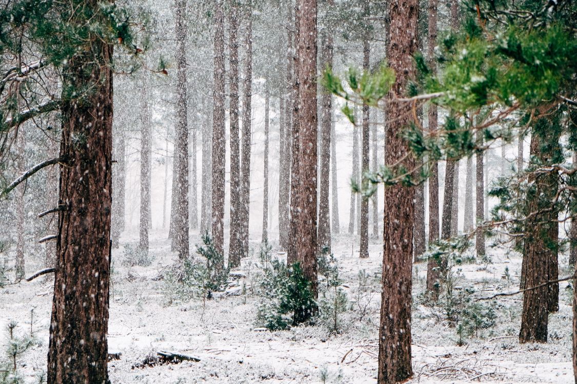 Winter Tree Wallpaper Images  Free Download on Freepik