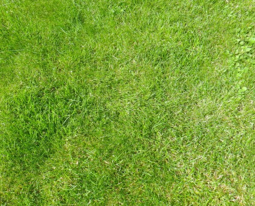 Image green grass field during daytime