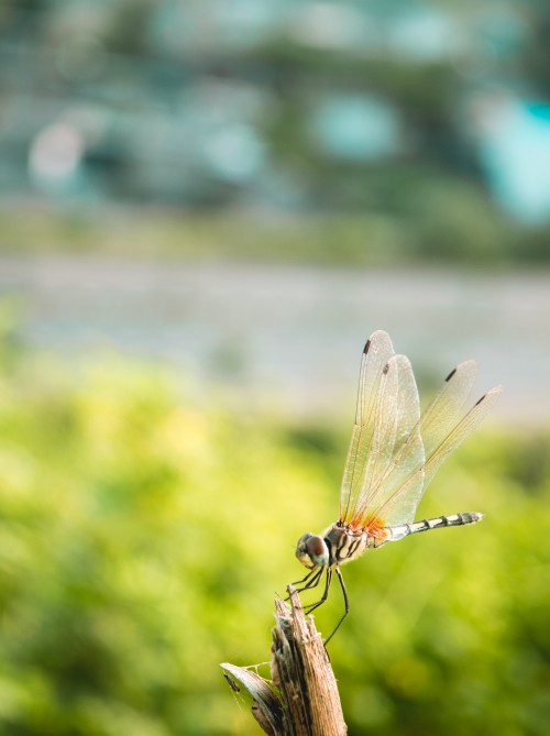 Image brown dragonfly perched on green leaf in close up photography during daytime
