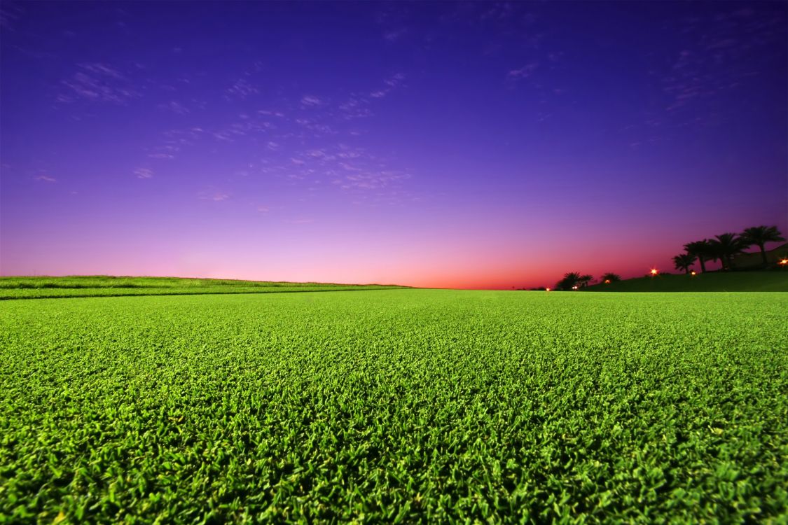 green grass field during sunset