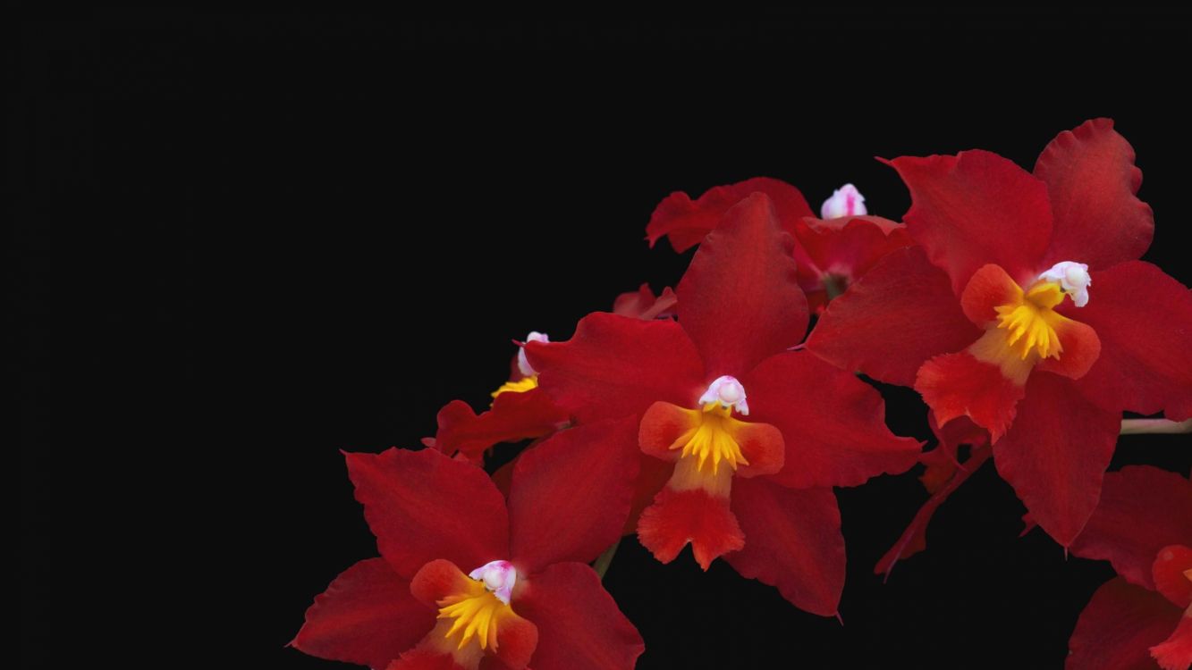 Flor Roja y Amarilla en Fondo Negro. Wallpaper in 3840x2160 Resolution