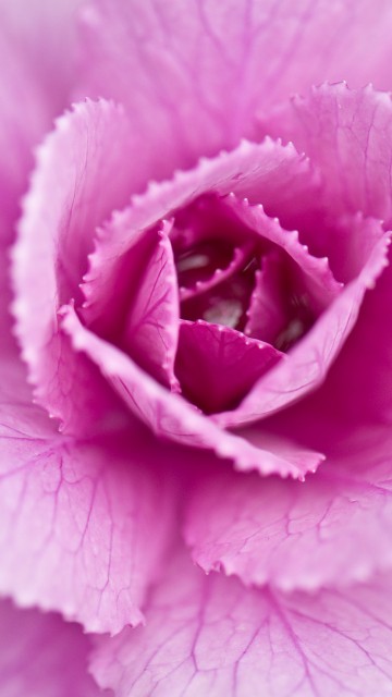 Image close up, Cabbage, petal, pink, flower