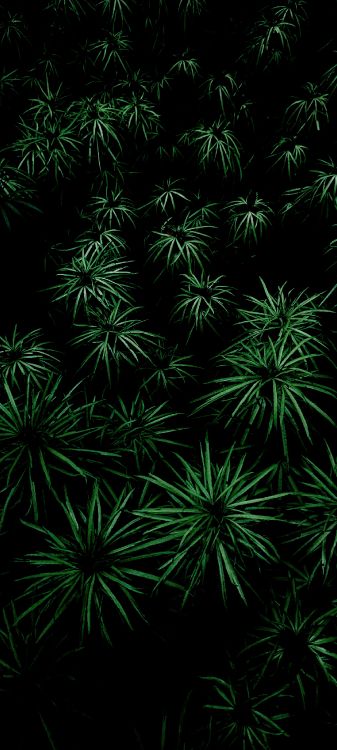 Végétation, Feuille, Plante Terrestre, Couvre-sol, Symétrie. Wallpaper in 1440x3200 Resolution