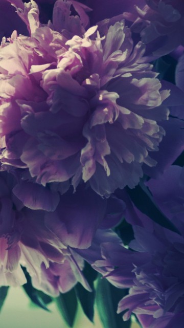 Image pink and white flower in close up photography