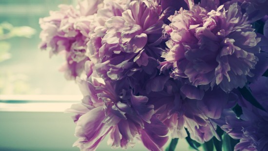 Image pink and white flower in close up photography