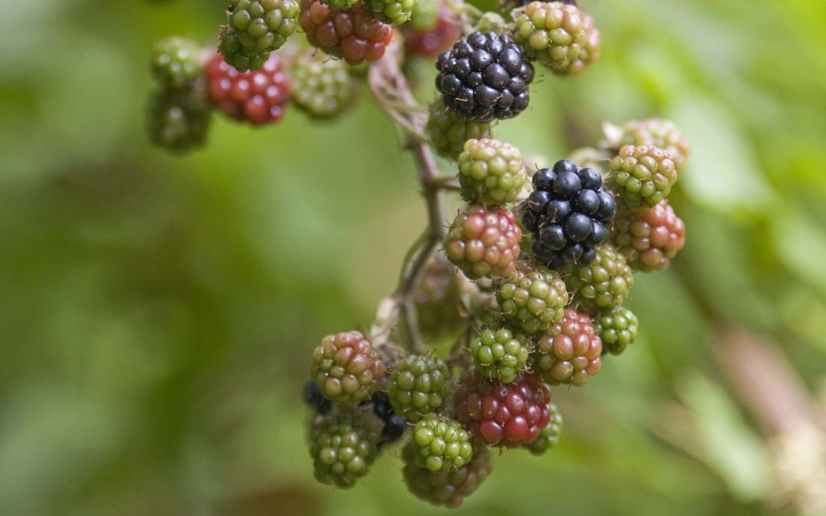 Fruits Ronds Verts et Noirs. Wallpaper in 1920x1200 Resolution