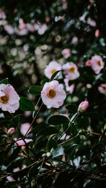 Image white and pink flowers in tilt shift lens