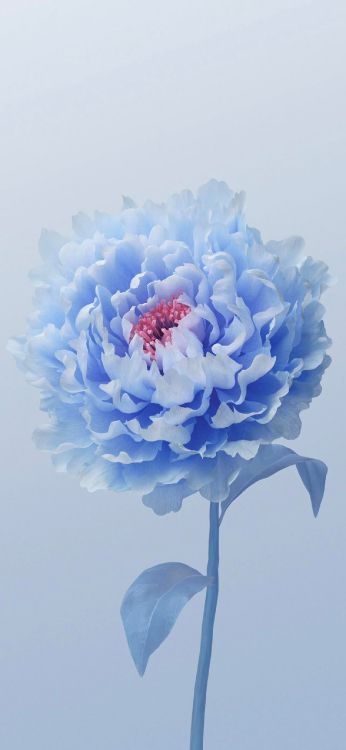 Vivo, 牡丹, 安卓, 显花植物, 电蓝色的 壁纸 1284x2778 允许