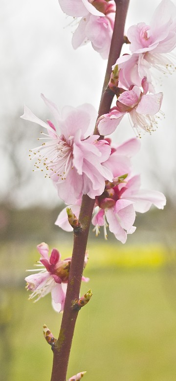 Image white and pink cherry blossom in bloom during daytime