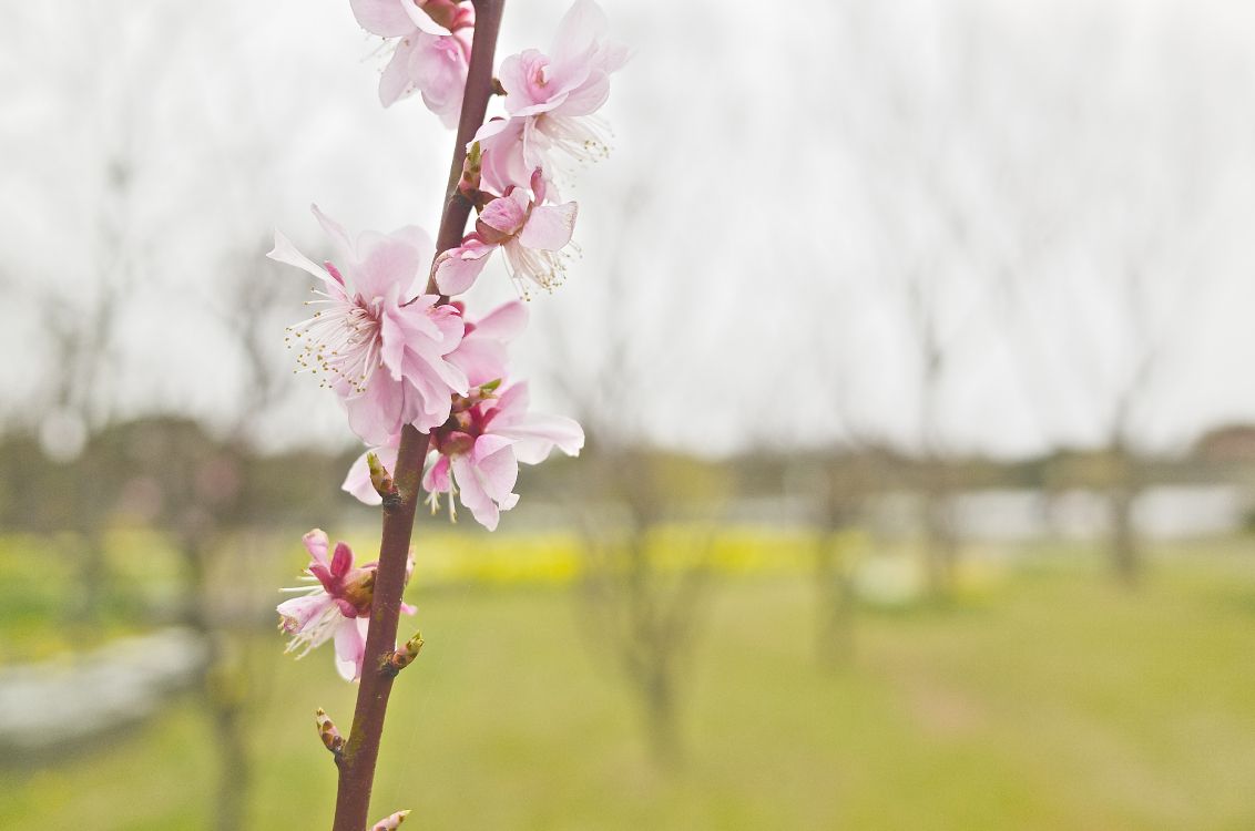 开花, 粉红色, 弹簧, 树枝, 显花植物 壁纸 4928x3264 允许