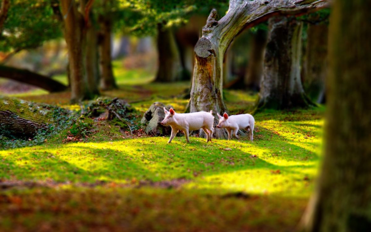 herd of white sheep on green grass field during daytime