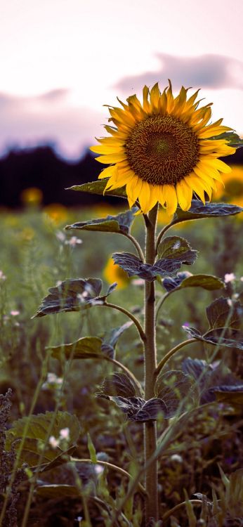 flower, plant, petal, botany, flowering plant