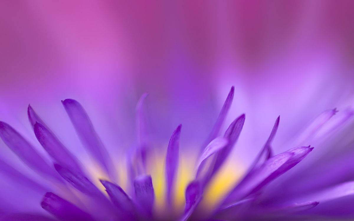 Flor Morada en Lente Macro. Wallpaper in 2560x1600 Resolution