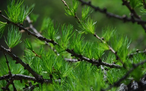 Image green grass with water droplets