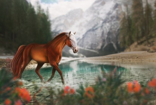 Image horse, water, plant, nature, flower