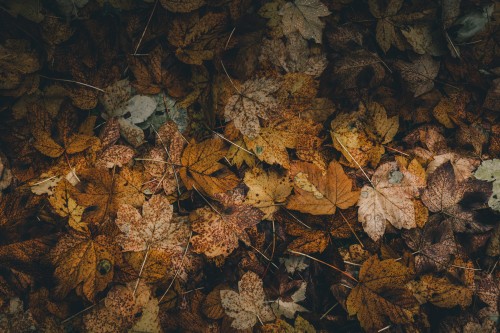 Image leaf, brown, formation, autumn, tree