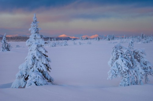 Image snow covered pine tree and mountain during daytime