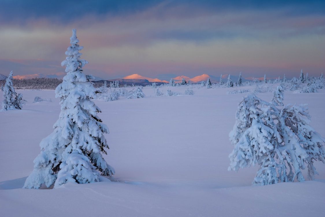 snow covered pine tree and mountain during daytime