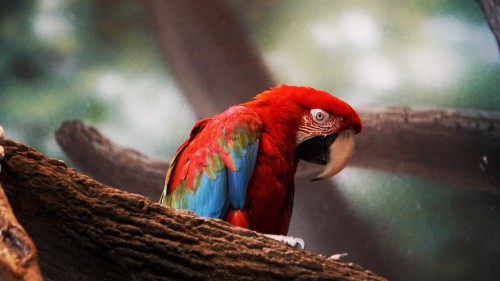 Image red blue and green parrot on brown tree branch