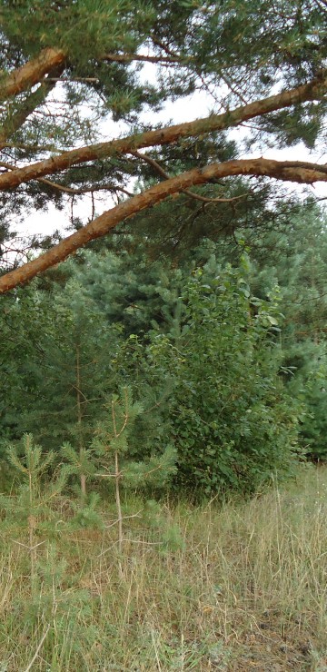 Image green grass and brown tree