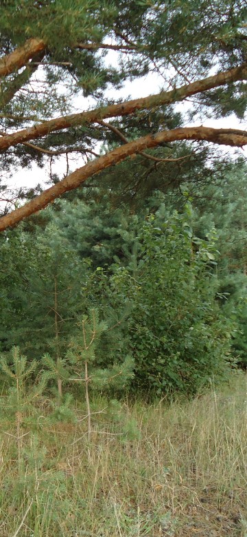Image green grass and brown tree