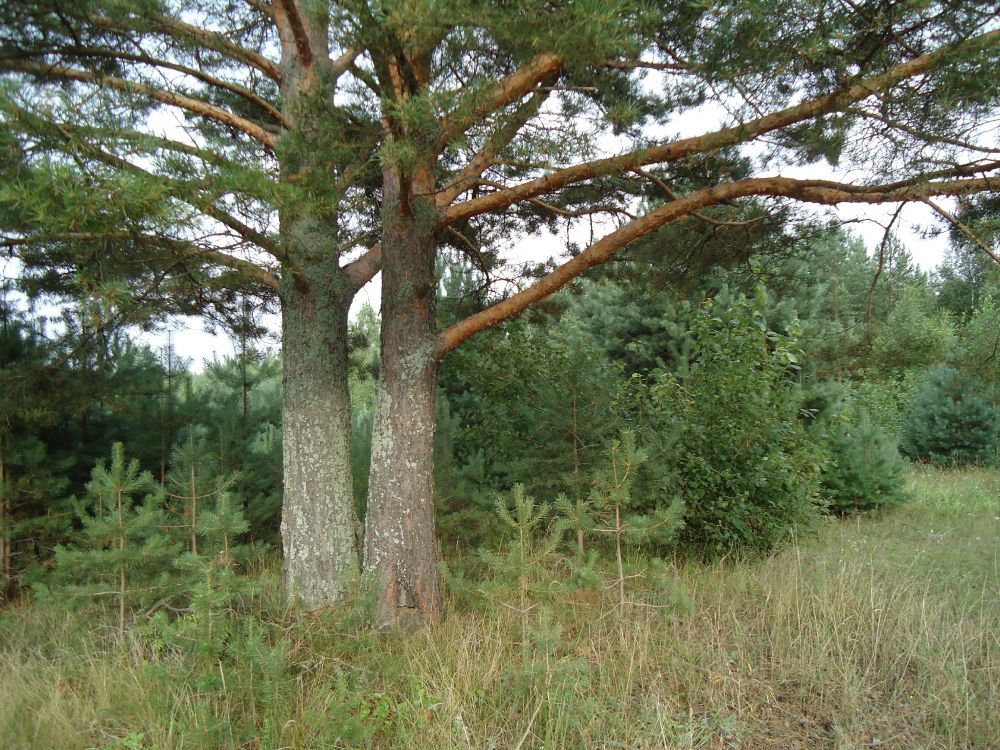 green grass and brown tree