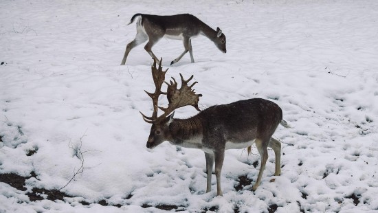 Image nature, deer, reindeer, snow, fawn