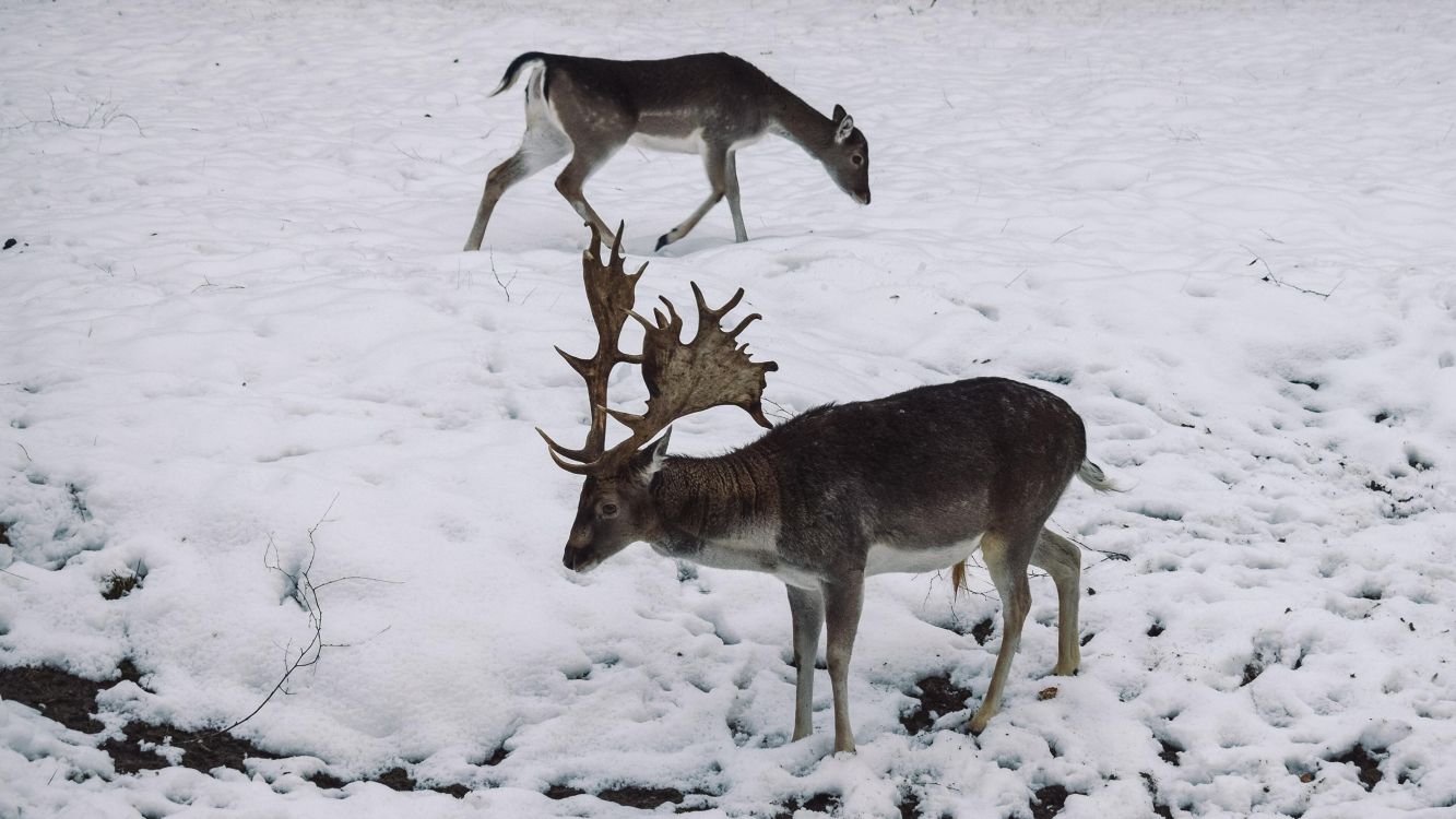性质, 驯鹿, 小鹿, 冻结, 喇叭 壁纸 3840x2160 允许