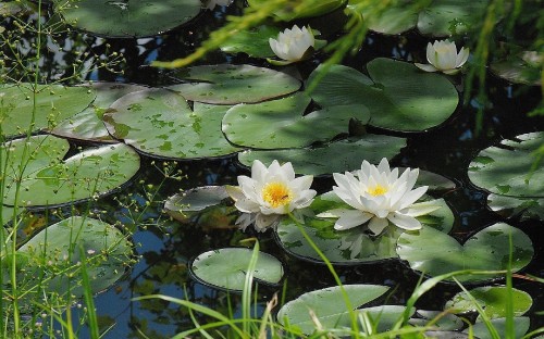 Image white lotus flower on water